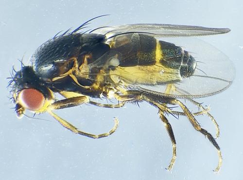 Réf. 316 243 : Leptocera nigra